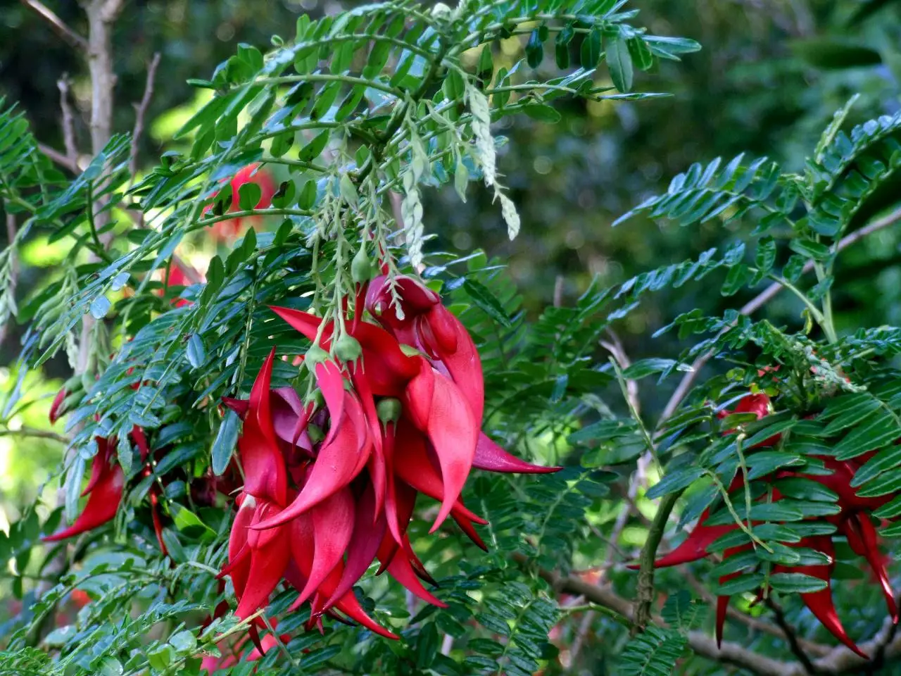 Wilton's Bush Reserve Walk