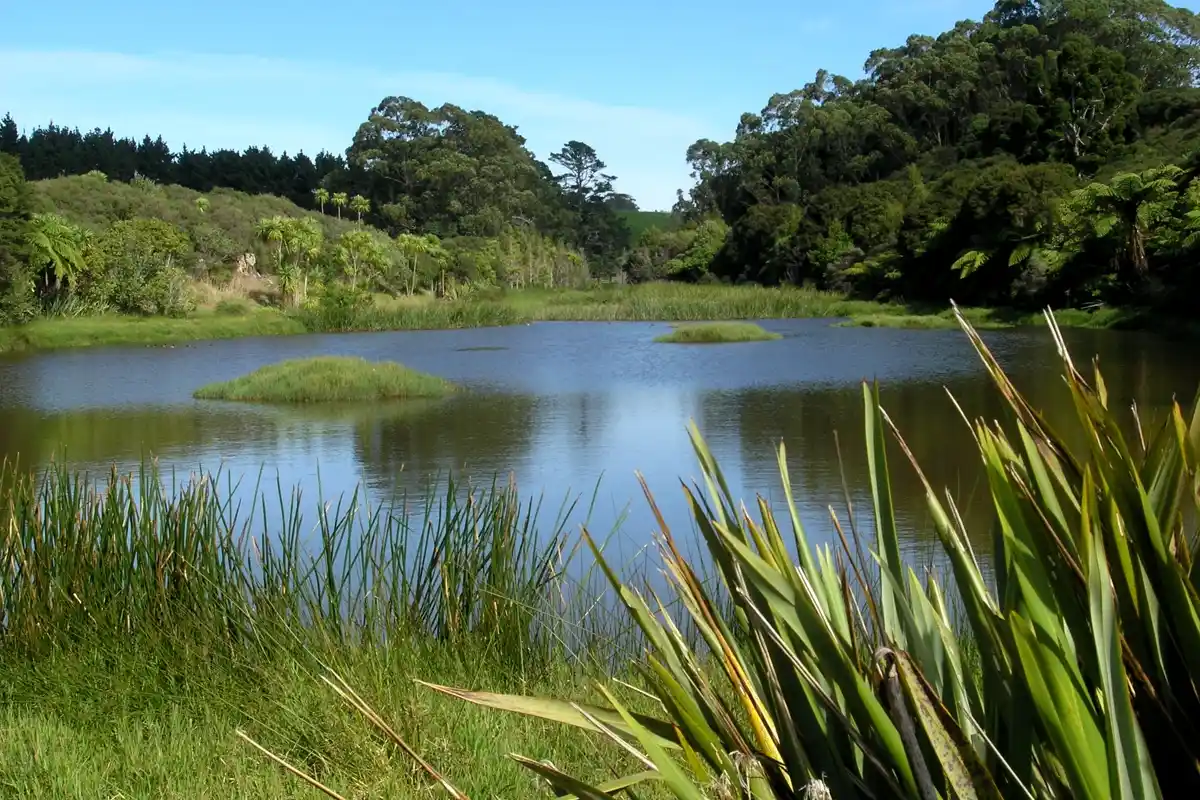 Wetland pond fringed with flax and cabbage trees on the Awhitu Regional Park walk, Auckland