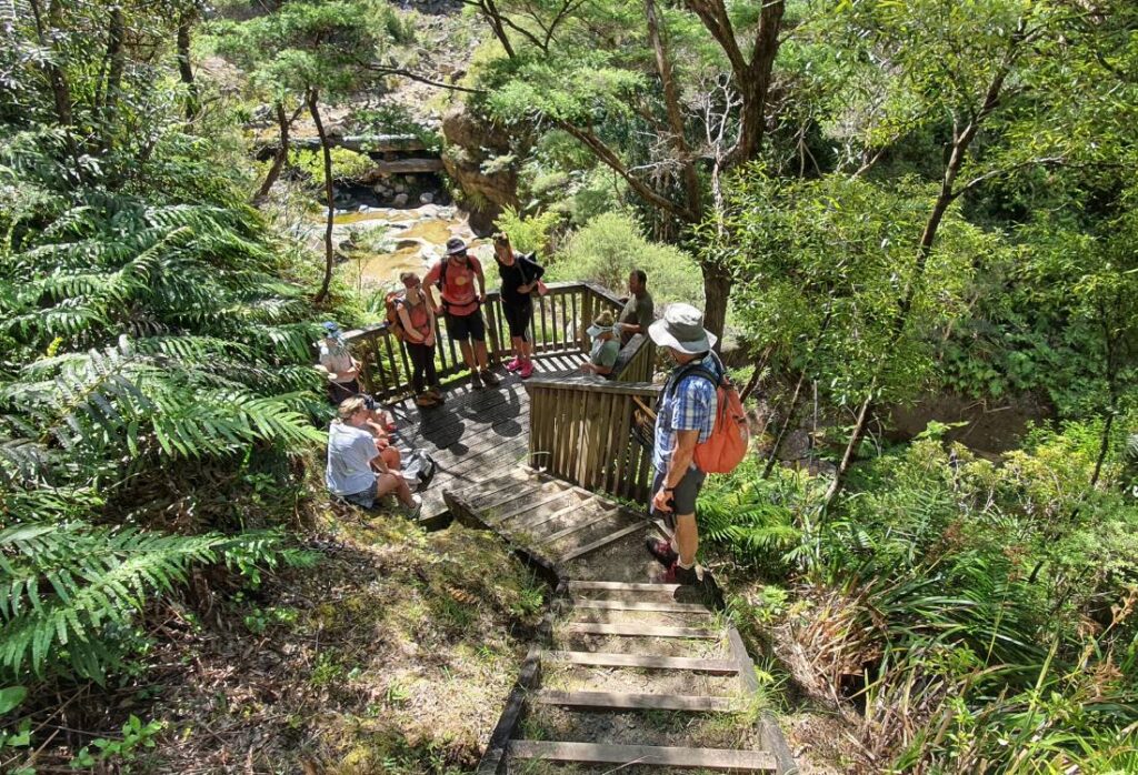 Mt Hobson Summit Loop Track on Great Barrier Island | Freewalks.nz