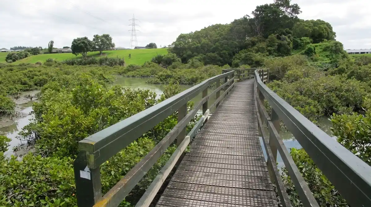 Boardwalk crossing the mangroves on the Avondale Whau River walk