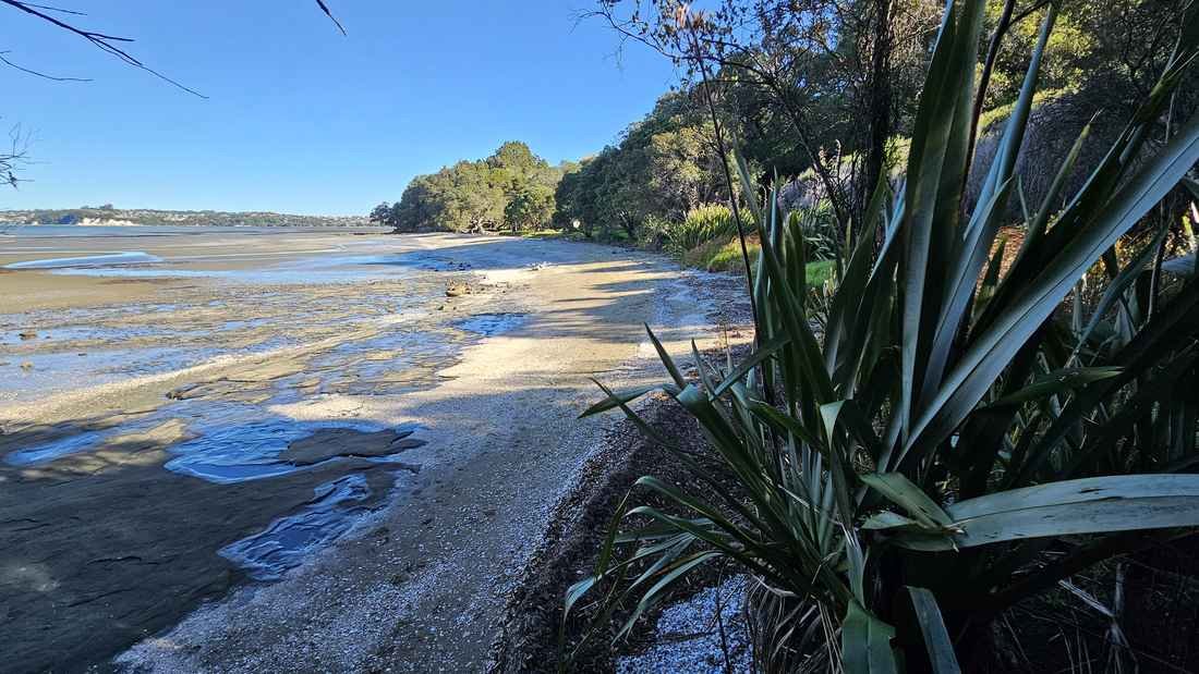 Low tide beach and mudflats with flax in the foreground