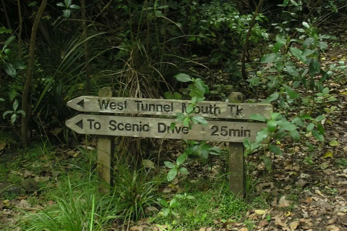 Waitakere Tramline Track in West Auckland