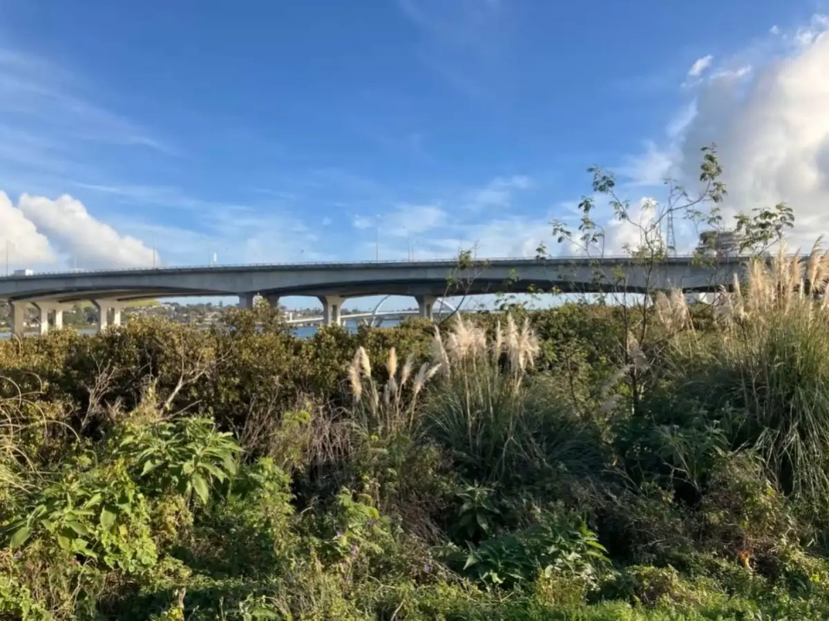 Foreshore walking path with pampas grass and native vegetation below the Mangere Bridge motorway crossing