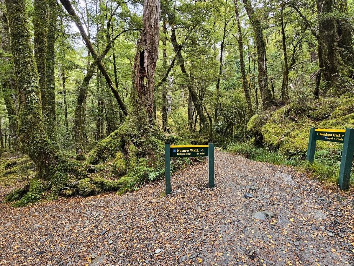DOC signpost marking the Nature Walk loop turnoff and Routeburn Track junction in red beech forest