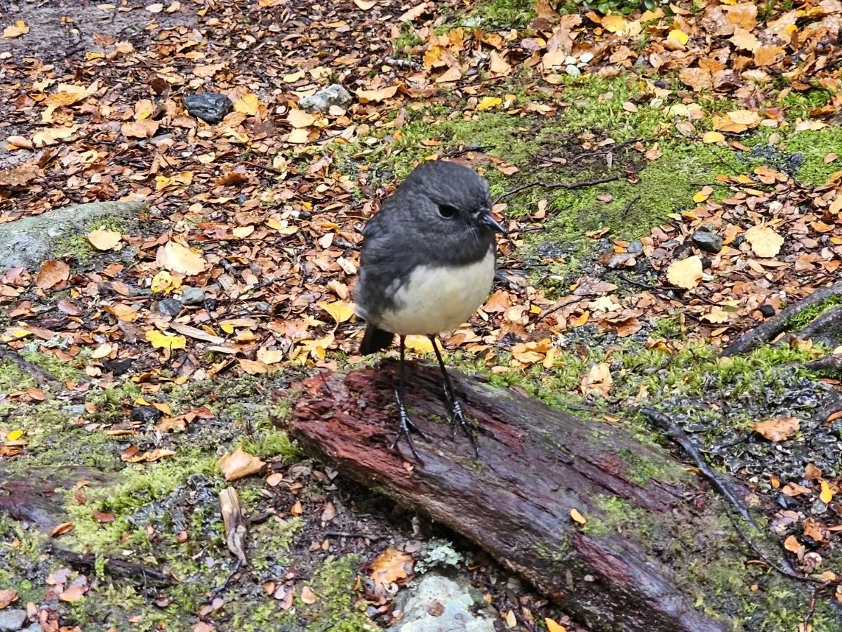 South Island robin, perched on a log on the Routeburn Nature Walk