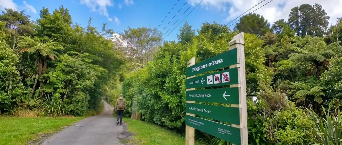 Walker heading up the entrance track at Forest of Tawa, tree ferns lining both sides