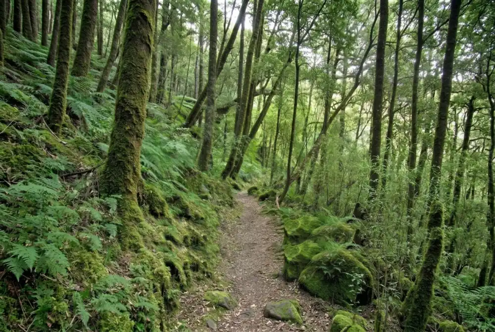 Mossy forest track climbing through ferns and native bush at Waiotemarama, Northland