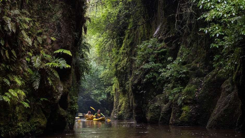 Evening Glowworm Kayak Tour