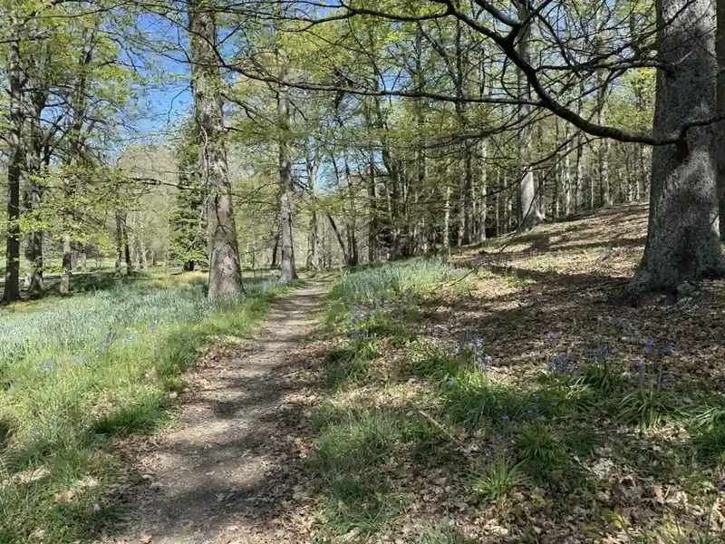 cheviot-hills-reserve-bluebell-woodland-path