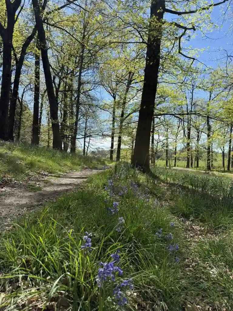 ready-money-trail-bluebells